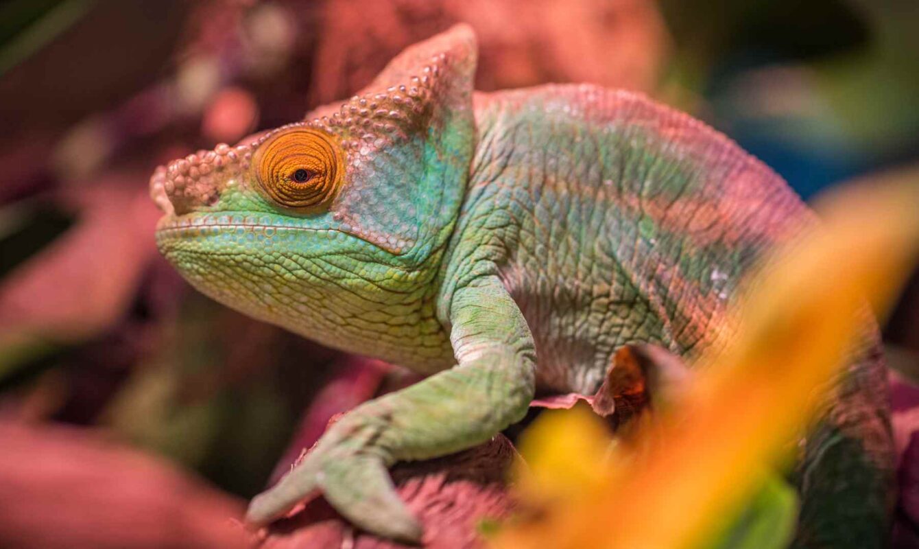 Camaleón adaptándose a su entorno, símbolo de resiliencia en la transformación digital.