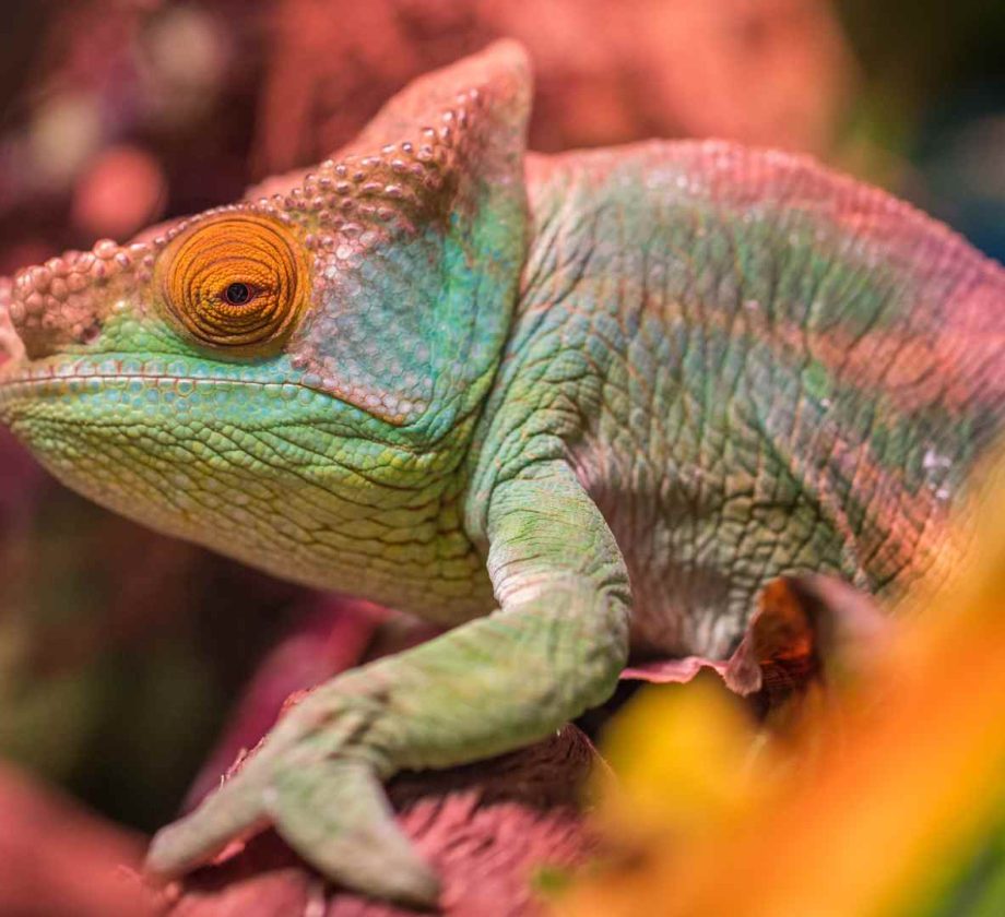 Camaleón adaptándose a su entorno, símbolo de resiliencia en la transformación digital.